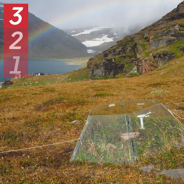 Se hur de svenska kalfjällen har förändrats på 40 år i klippet. Växtligheten i hela Arktis har förändrats förvånansvärt snabbt, visar en global artstudie med svenska forskare, här på forskningsstationen Latjnajaure i Abisko.