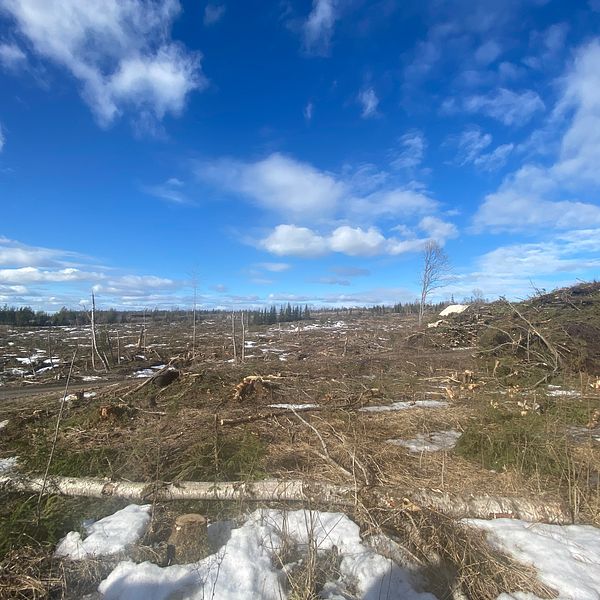 Skogsområde med nedfallna träd och kvarliggande snö under molnig himmel. Området är planerat att bli Torsboda industriområde och skapa tusentals arbetstillfällen.