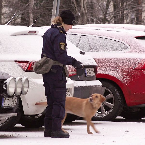 Polishund med förare söker spår på parkeringsplats.