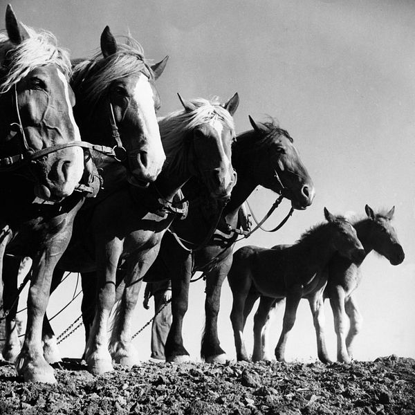 Hästar i svart-vit bild