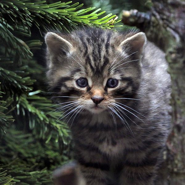 Kattunge (europeisk vildkatt) tittar fram i barrskog.