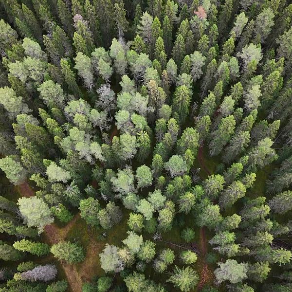 Tät skog sett från ovan med många olika trädslag i närheten av Spikbodarna/Norra Verksmon utanför Östersund.