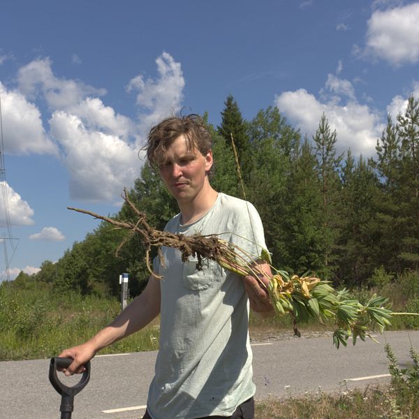 Länsstyrelsens Mattias Renström gräver upp blomsterlupin