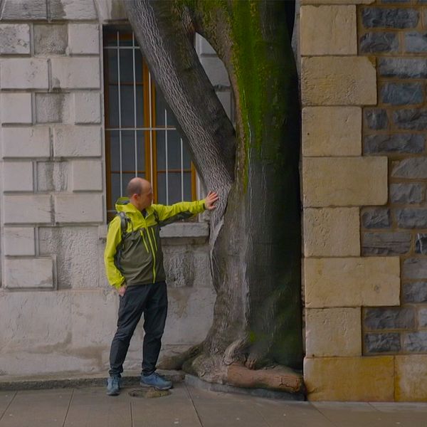 Evolutionsbiologen Martin Schlaepfer vid ett gudaträd i centrala Genève.