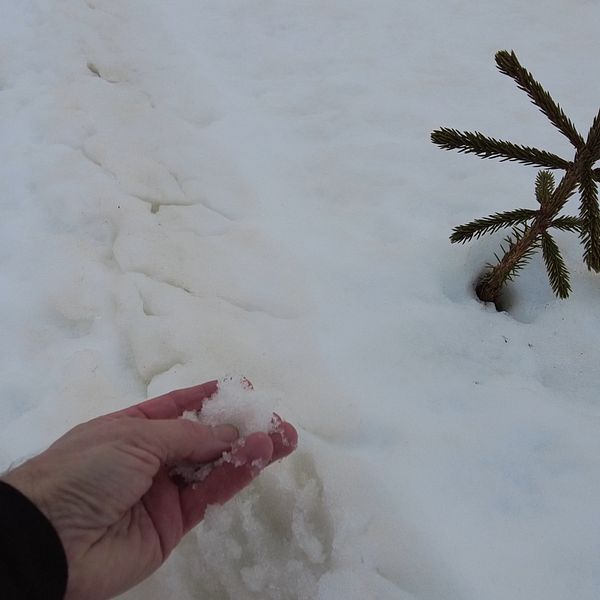 Snö har färgats rödbrun av ett så kallat blodregn över Sälenfjällen.