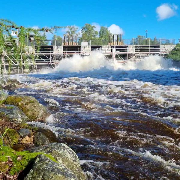 Vattnet forsar med höga flöden i Sundborn