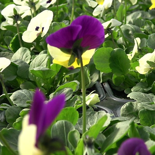 Blommor