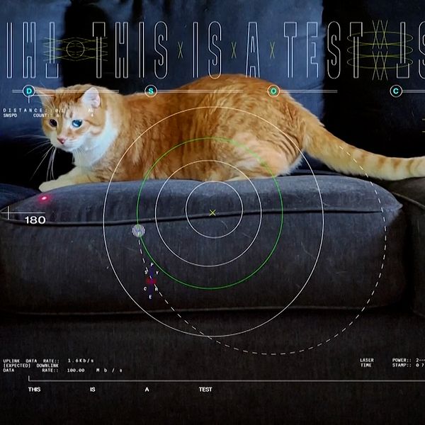 Katten Tater jagar en laserprick.