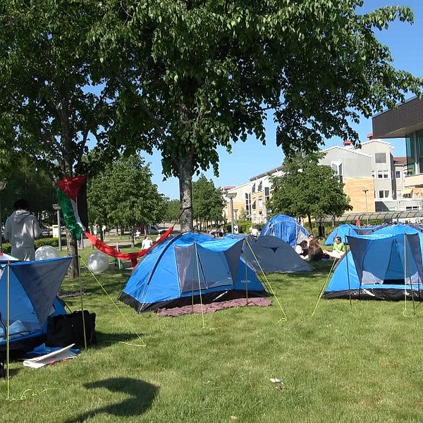 Några blå tält på en gräsmatta på campus