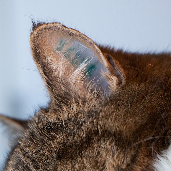 katt med id-märkning i örat