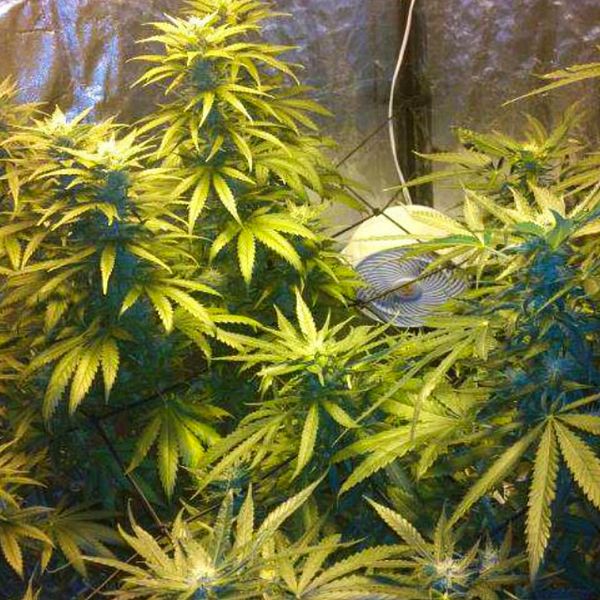 Cannabisblad.