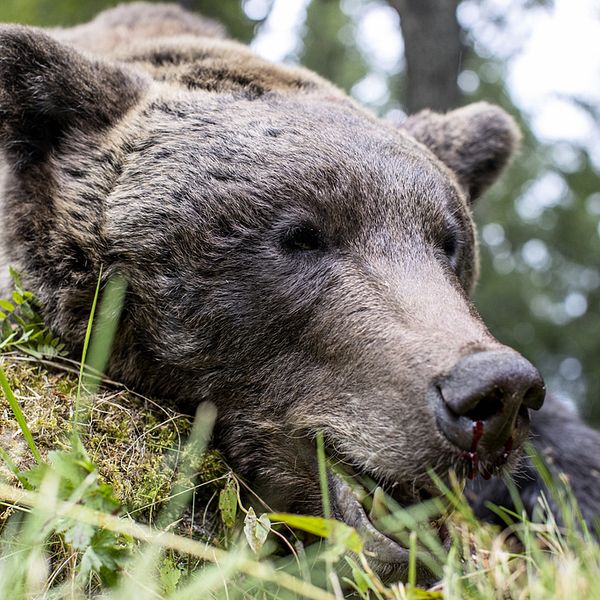 Ett björnhuvud som ligger på gräset i skogen