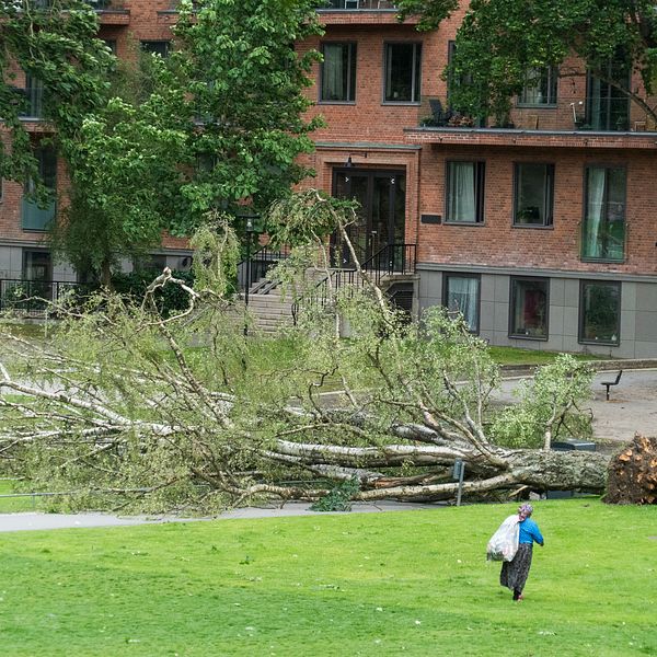 Kvinna passerar omkullblåst träd i Vasaparken i Stockholm.