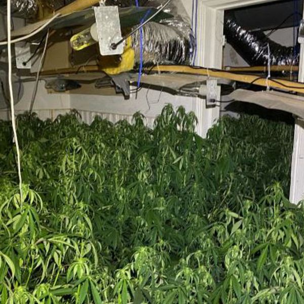 Ett rum fyllt med växande cannabisplantor, med synliga ventilationsrör och elinstallationer ovanför. Dörröppningen leder ut till en annan del av anläggningen.