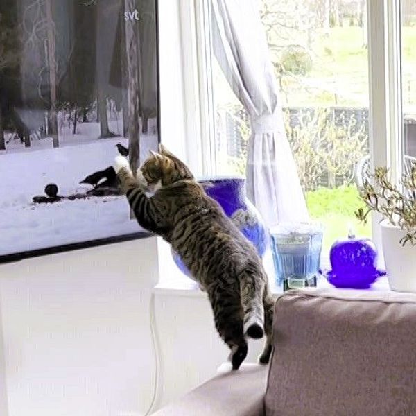 Katt framför TV