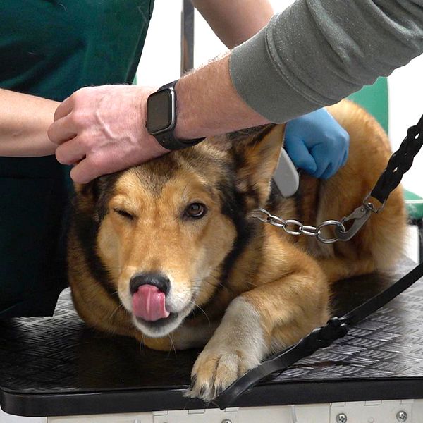 Hund på veterinärbord.