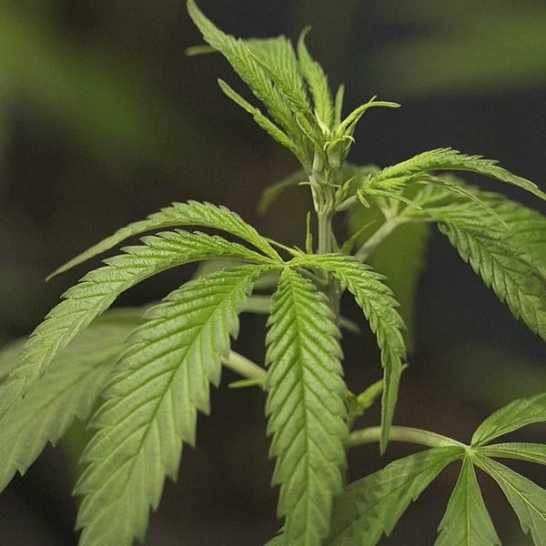 Närbild av en grön cannabisplanta med friska, flikiga blad.