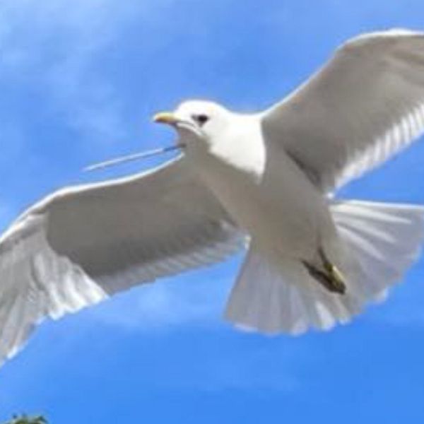 En vuxen gråtrut flyger över en blå himmel och har en pinne som sticker ut ur halsen.