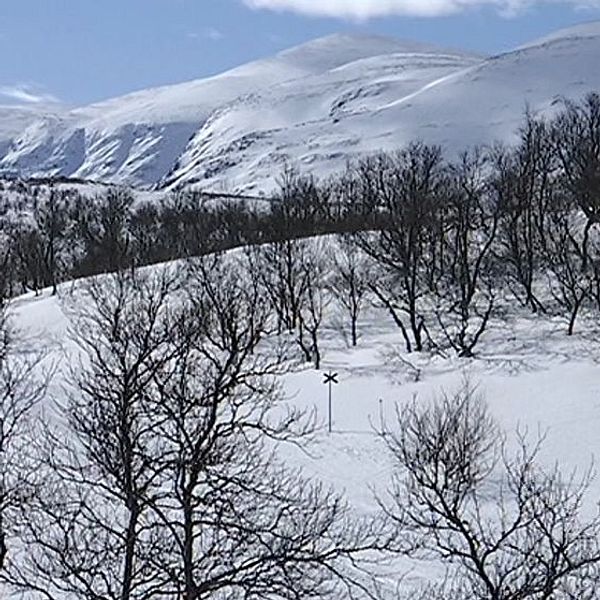 Snötäckt landskap med fjäll i bakgrunden och glesa, kala träd i förgrunden under en klarblå himmel.
