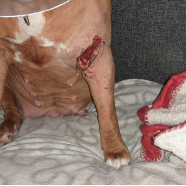 En sittande hund underkropp, där ett stort sår gapar öppet på ena frambenet.