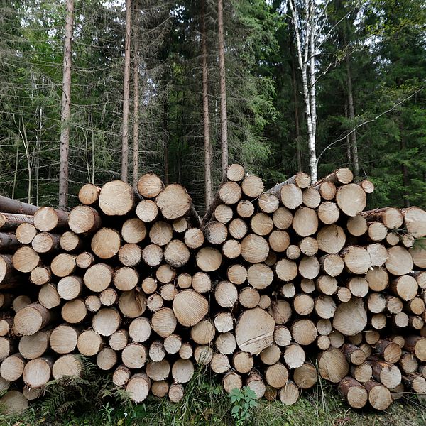 timmertrave i skogen