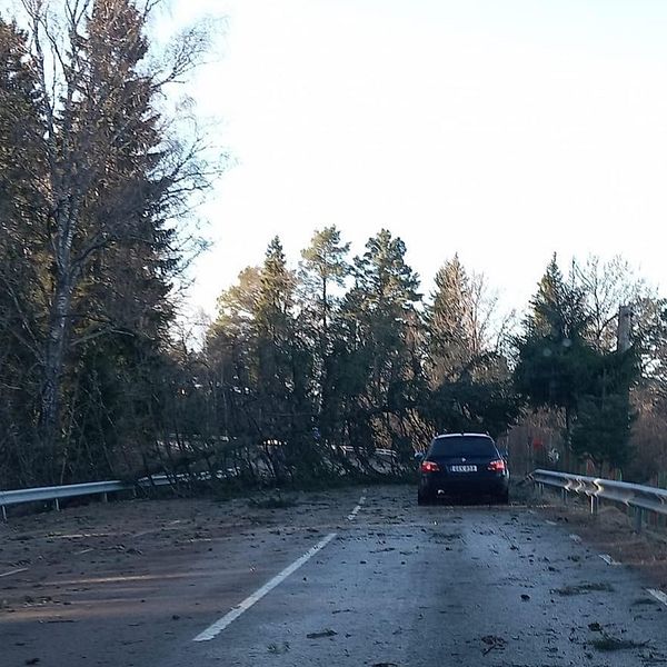 Nedfallet träd över väg 668 mellan Hallstahammar och Surahammar.