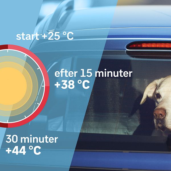 Grafik som visar hur snabbt det blir varmt i en bil under en sommardag