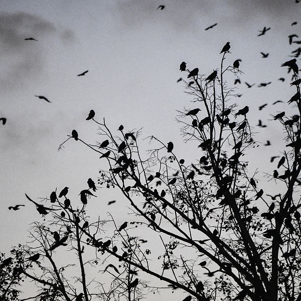Fåglar i ett träd med en mörk himmel bakom