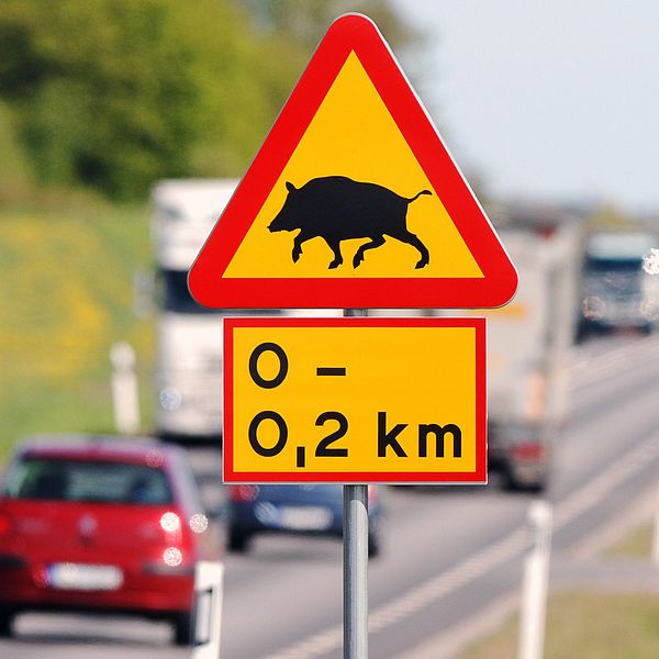 Varning för vilt – skylt som visar avståndet på 0-0,2 km till risk för vilda djur på vägen, med en bild av ett vildsvin. Den omgivande vägscenen visar flera fordon som passerar.