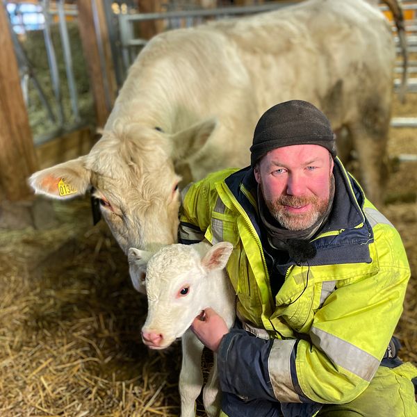 Per Wendler, lantbrukare och vice ordförande i LRF Östergötland håller i en kalv