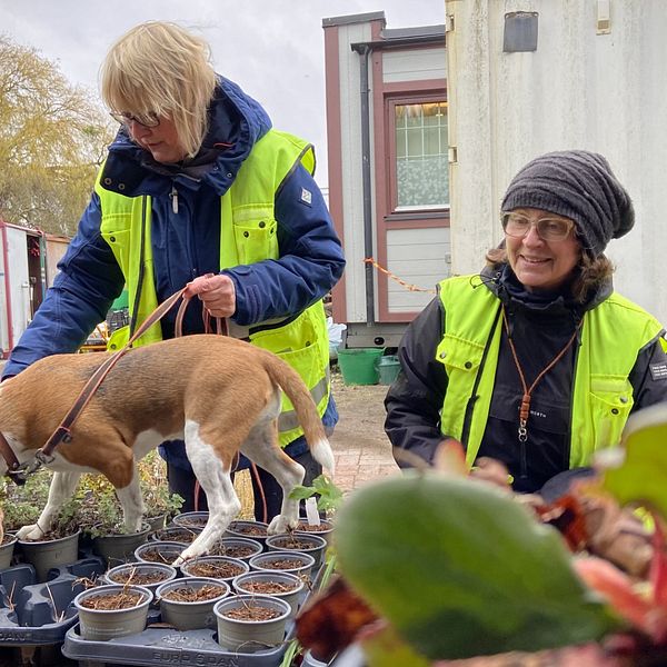 Två personer i reflexjackor arbetar i en trädgård, omgivna av många krukor med växter. En hund nosar på växterna. I bakgrunden syns en container och en byggnad.