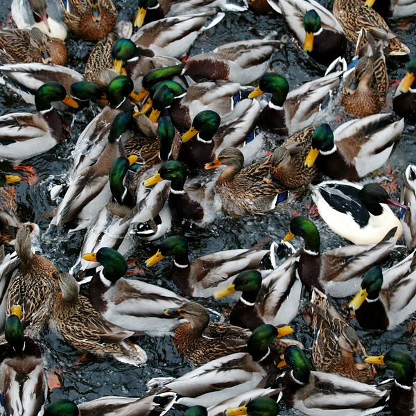 Flock av änder trängs i vattnet.