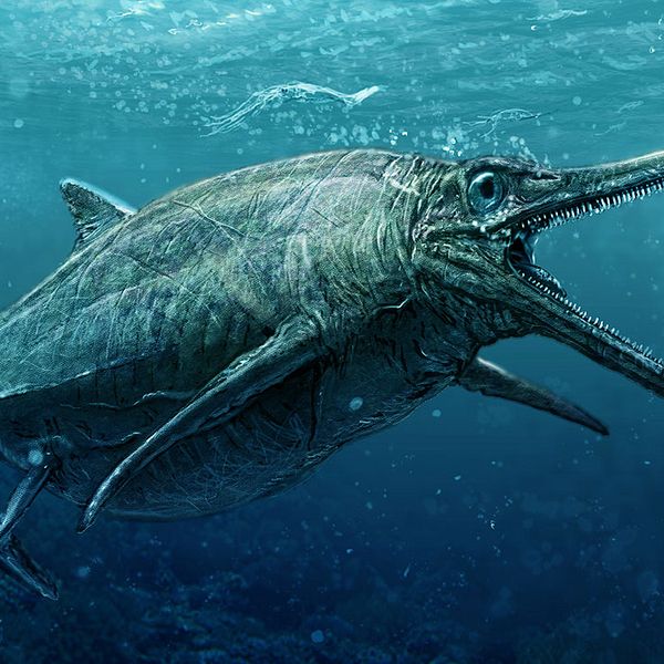 En illustration av det delfinliknande rovdjuret Ichtyosaurus.