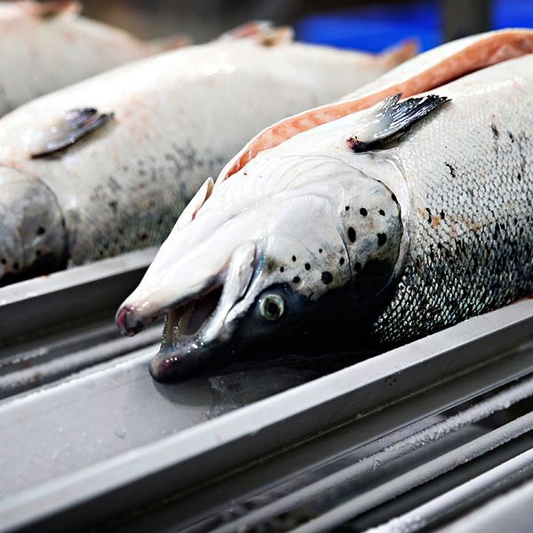 Testfakta har testat tolv olika laxprodukter. Alla innehöll ämnet etoxikin, ett ämne som kan vara hälsofarligt. I flera av fallen överskrids gränsvärdet för kött flera gånger.