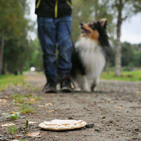 hund macka självkontroll