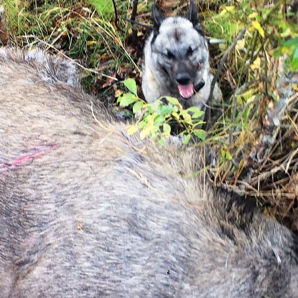 Hunden Raffe med en av sina älgar.