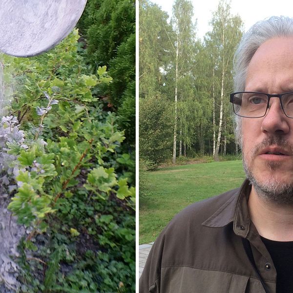 Aska i trädgården och Mattias Bäckström i montage