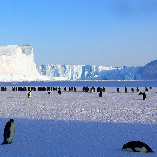 Pingviner i Antarktis