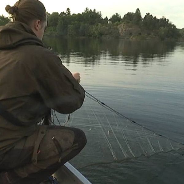 Fiskare tar upp nät från båt i Brunnsviken