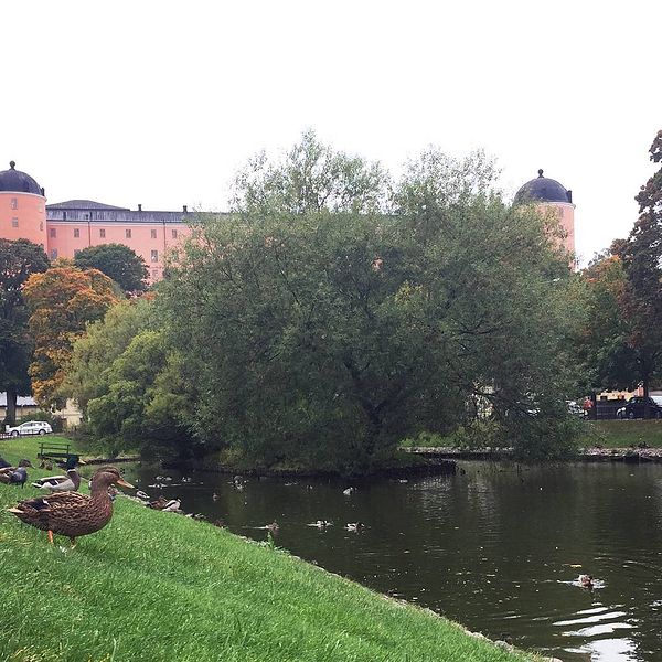 Svandammen Uppsala slott slottet