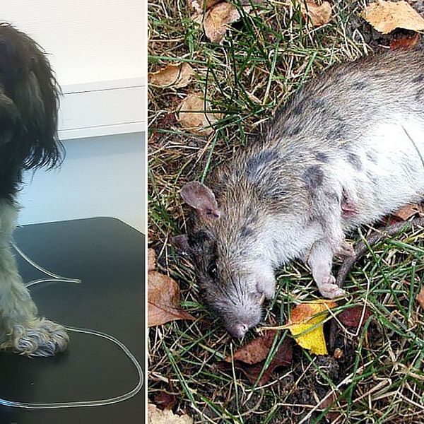Buster blev allvarligt sjuk av råttgift. Nu har ägaren hittat nytt gift och döda råttor.