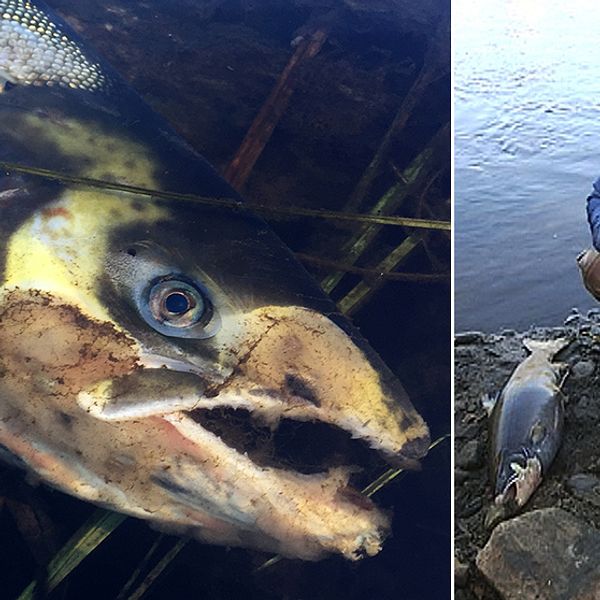 Död fisk i Ljungan