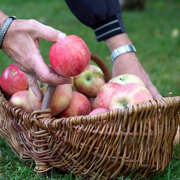 Äppeltjuvarna har återkommit till villaområdet flera gånger med stegar och ”dammsugit” träden på frukt. Arkivbild.