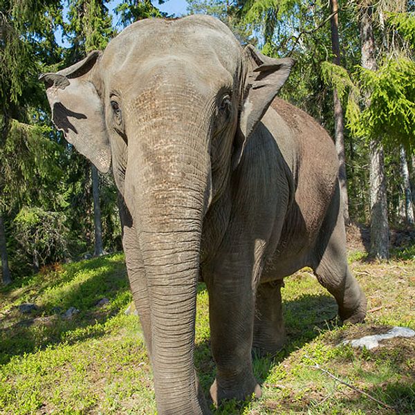 bua kunglig asiatisk elefant kolmården