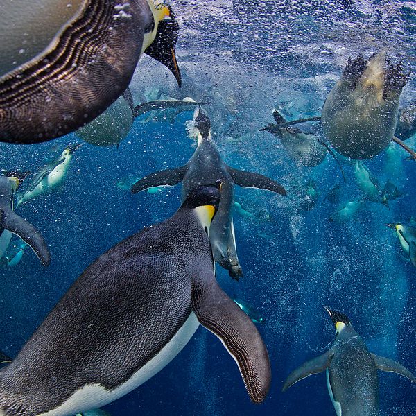 Kejsarpingviner simmar i hög hastighet.