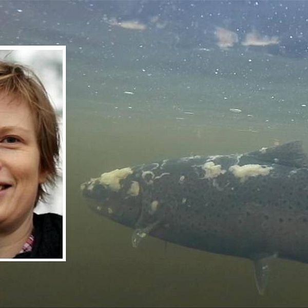 Charlotte Axén, tf statsveterinär på Statens veterinärmedicinska anstal, har tagit prover på smittade fiskar i Ljungan.