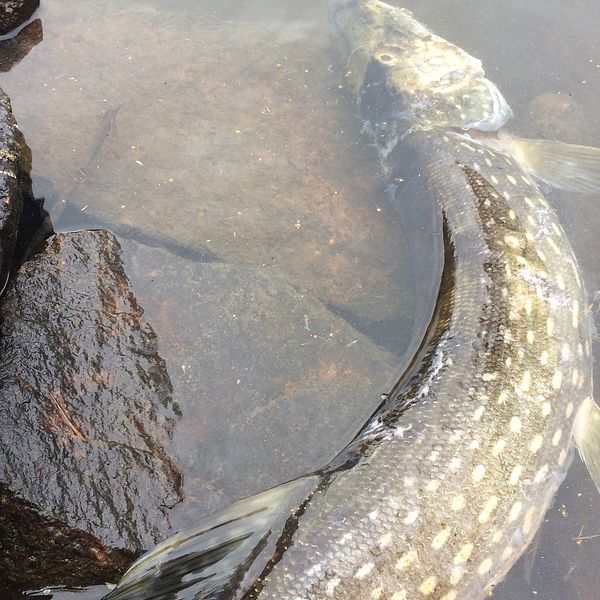 död fisk i vatten