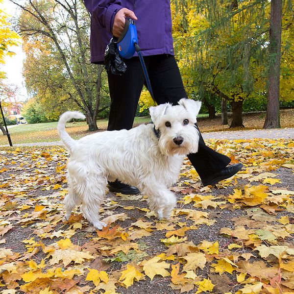 Hund på promenad bland höstlöv.