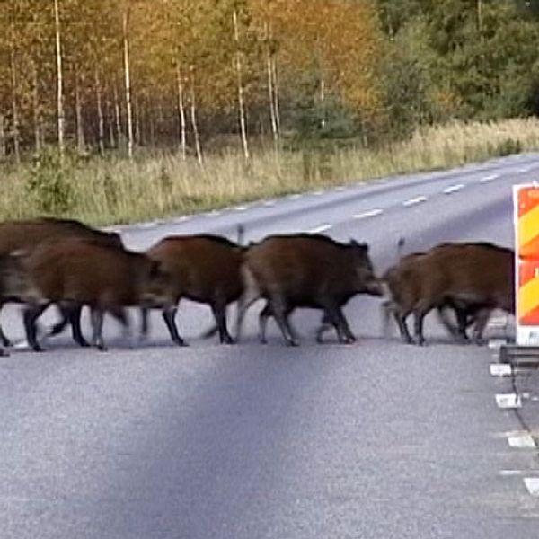 vildsvin vilolyckor ökar Skåne