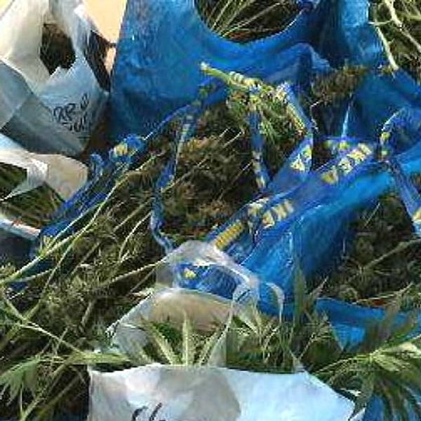 Cannabisplantor i blå Ikea-kassar